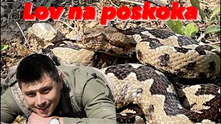 Lov na poskoka vipera ammodytes