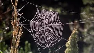 Spider as a Spirit Guide--What it Means When You Are Suddenly Seeing Spiders Everywhere