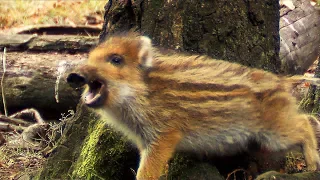 Young wild boars are the cutest animals | Film Studio Aves