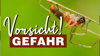 Ammen-Dornfinger: Giftspinne breitet sich in Deutschland aus