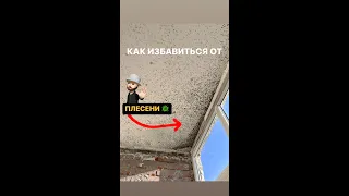 Плесень в квартире🦠 как избавиться от этой заразы