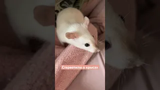 СТЕРЕОТИПЫ 🤢 О КРЫСАХ 🐀🌸 #животные #крысы #крыса