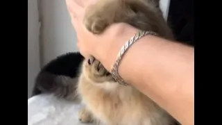 Cats of Tiktok [Kung Fu Cats Part II]