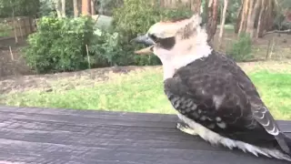 Amazing slow motion kookaburra