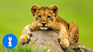 Lion Cubs Roaring (Baby Edition) - Cutest Compilation