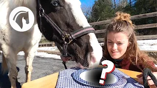 Would Your Horse Eat These *Weird* Treats?