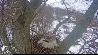 Młody jastrząb odwiedza gniazdo.  (Accipiter gentilis) Rīgā - LDF 23 02 2021