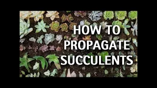 WATER propagation works FASTER than SOIL for SUCCULENTS. WHY???