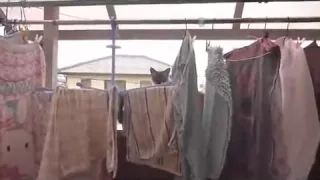 Крутой прыжок кота Epic cat jump