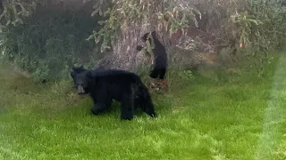 Mama black bear loses cub in Alaska