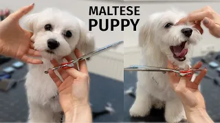 Puppy maltese First grooming!