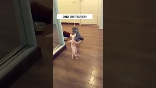 Когда кошка танцует стриптиз 😂 #мем #юмор #смех #ржач #прикол #мемас #ржака #приколюха #ржунимагу