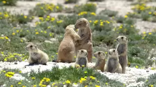 Prairie Dogs: America's Meerkats - Social Life