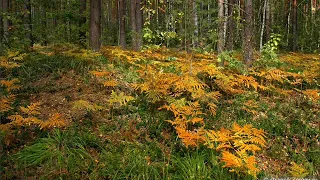 Напряженные аспекты в натальной карте