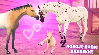 Aktualizacja! NOWE RASY KONI W RIVAL STARS HORSE DESKTOP!