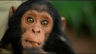 Chimp Rescue - Lwiro Primates Sanctuary