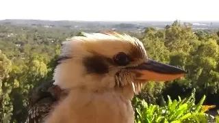 Kookaburra Up Close and Personal (Laughing Kookaburra)