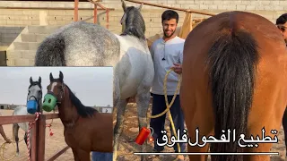 تطبيع الفحول فلوق نار 🧨🔥