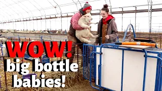 How did the BOTTLE RAISED lambs perform?  Vlog 230