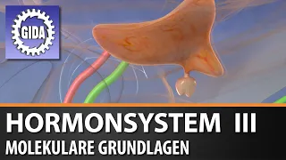 Trailer - Hormonsystem III - Molekulare Grundlagen - Biologie - Schulfilm