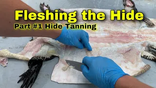 How to Tan Alligator Hide into Leather Part #1 (Fleshing the Hide)