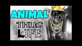 Animals Thug Life | Funny Animals Videos | Thug Mirchi |