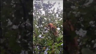 Кот из Tik tok подборка, ШОК!!! упал с дерева неуклюжий кот