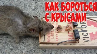Нашествие крыс. Чудо крысоловка. Invasion of the rats the Miracle of a rat trap