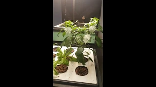 aquaponic organic Cayenne peppers... and cannabis