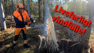 Livsfarligt vindfälle i spänn!