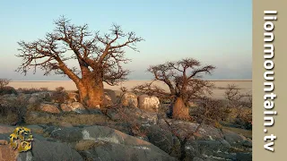 Discovering Botswana's Breathtaking Wildlife Wonderland 🌿🦓🌳