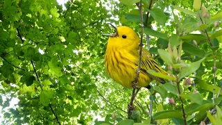 Bird sounds in the morning: Relaxing mountain and forest space with the sound of birds chirping