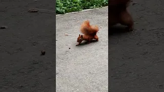 Белка смешно бежит за орехом. Squirrel funny runs after a nut #shorts #squirrel #белка #animals #nut