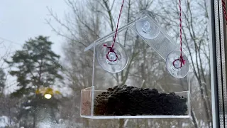 Прозрачная кормушка для птиц на окно с присосками.