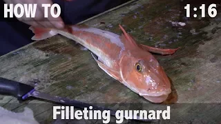 How to Fillet Gurnard