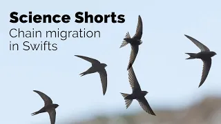 Chain Migration in Swifts