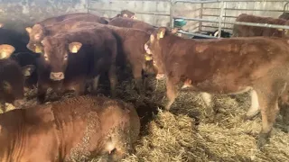 Weighing time for heifers