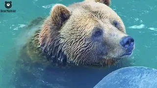 Почувствуй это летнее настроение с Мансуром🐻🌞🌊/Bear Mansur