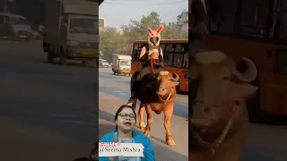 Bull rider 😁 new trend of bikers