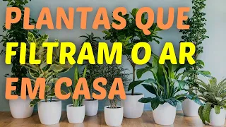 10 Plantas Recomendadas pela NASA para Melhorar a Qualidade do Ar da sua Casa