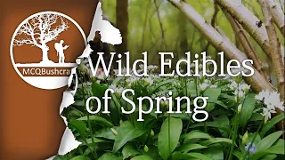 Bushcraft Foraging Wild Edibles of Spring