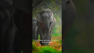 Остерегайтесь слонов во время Рамадана ❗️ЧИТАЙТЕ ОПИСАНИЕ