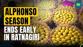 Alphonso mango season ends early in Maharashtra's Ratnagiri | Slated to conclude by May 15