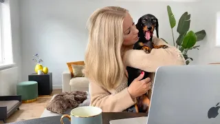 Can't work with these Dachshund puppy eyes| Loulou & Coco's Diary.