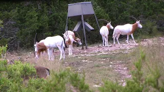 Rancho Madrono Scimitar Horned Oryx Hunts