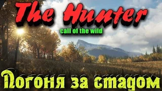 The Hunter Call of the Wild - ПОГОНЯ за стадом + нападение Медведя