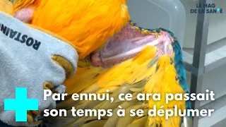 Un refuge pour des animaux en souffrance 4/5 - Le Magazine de la Santé