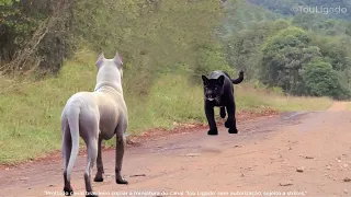 DOGO ARGENTINO ATACA E DESTRÓI PUMA EM SEGUNDOS