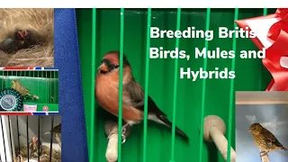 Breeding British Birds Mules and Hybrids