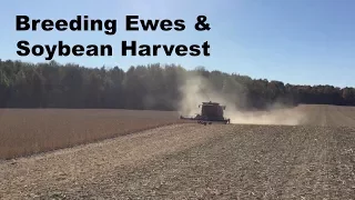 Soybean Harvest 2017  |  Vlog 41